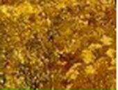 Ірина Тихоненко фотография #39 (источник - https://vk.com/id112132375)