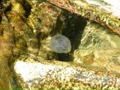 Віктор Копінський фотография #47 (источник - https://vk.com/id10115601)