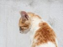 Ангеліна Склейміна фотография #33 (источник - https://vk.com/id56835359)