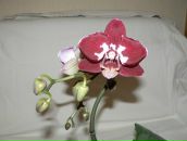 Фотография Самошниковой Лидии