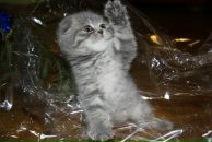 Ірина Костік фотография #21 (источник - https://vk.com/id14670820)