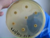 Фотография Самсоновой Екатерины