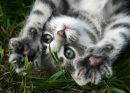Фотография Ярославцевой Елены