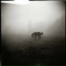 Insane Minotaur фотография #26 (источник - https://vk.com/id813830)