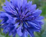 Фотография Барамзиной Анастасии