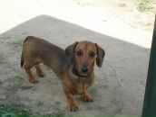 Viktoria Saveleva фотография #25 (источник - https://vk.com/id294200)