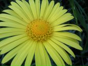 Фотография Лузиковой Юлии