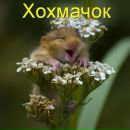 Юлія Авраменко фотография #15 (источник - https://vk.com/id142977068)