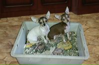 Фотография Мейер Татьяны