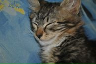 Фотография Кронина Бориса