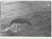 Фотография Коркоша Владимира