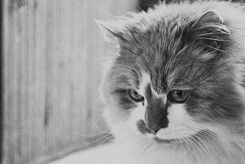 Max Tailord фотография #36