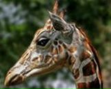 Фотография Сулямовой Алены