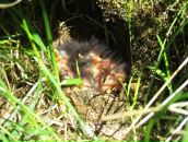 Фотография Herrala Yana