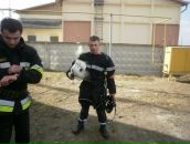 Тарас Матвійчук фотография #35 (источник - https://vk.com/id20191910)