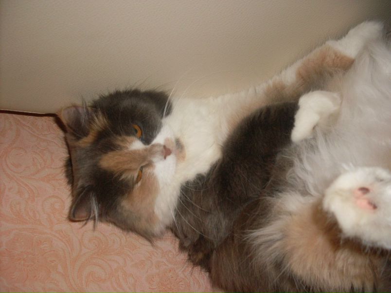 №5, Ангелина Ярославцева №5, Ангелина Ярославцева