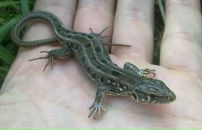 Станислав Станислав фотография #38 (источник - https://vk.com/id393248)