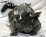 Сергій Сваржевський фотография #20 (источник - https://vk.com/id29848294)