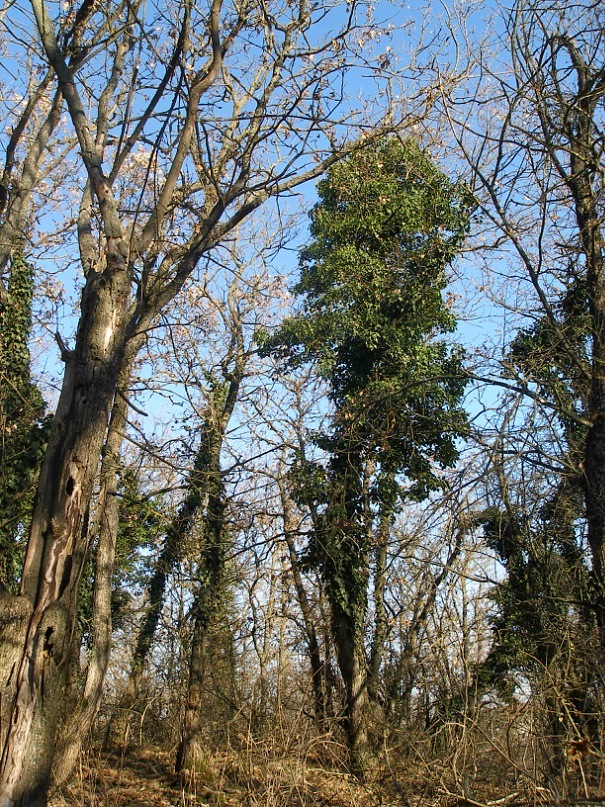 Тоха Тоха фотография #2