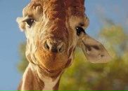 Фотография Владимировича Дениса