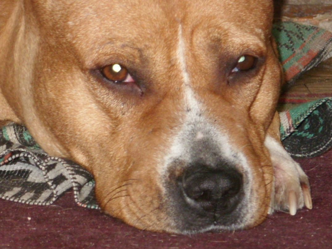 Дмитрий Лабинский фотография #39