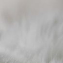 Маріан Тимофті фотография #36 (источник - https://vk.com/id134920018)