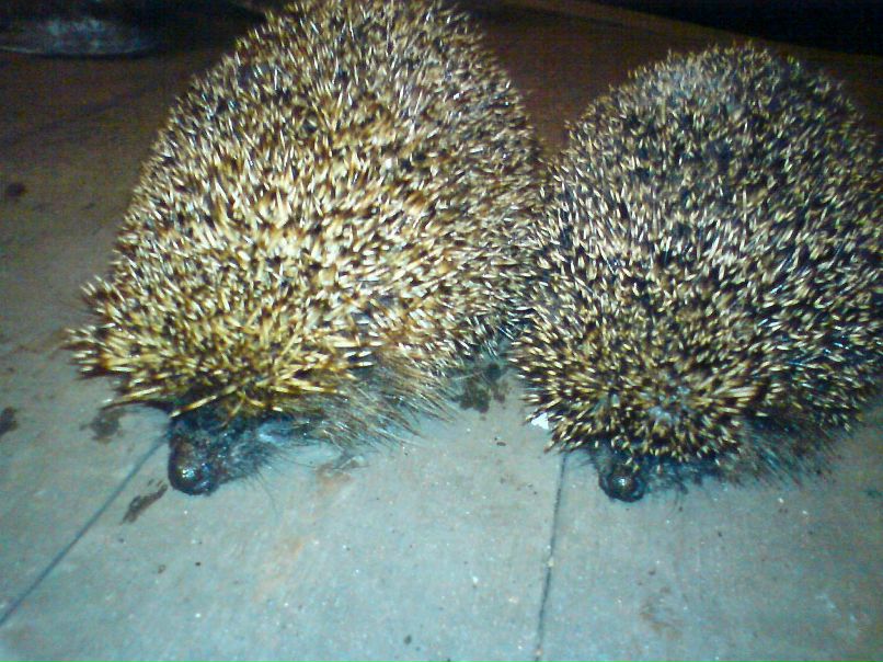 Михаил Григор фотография #35