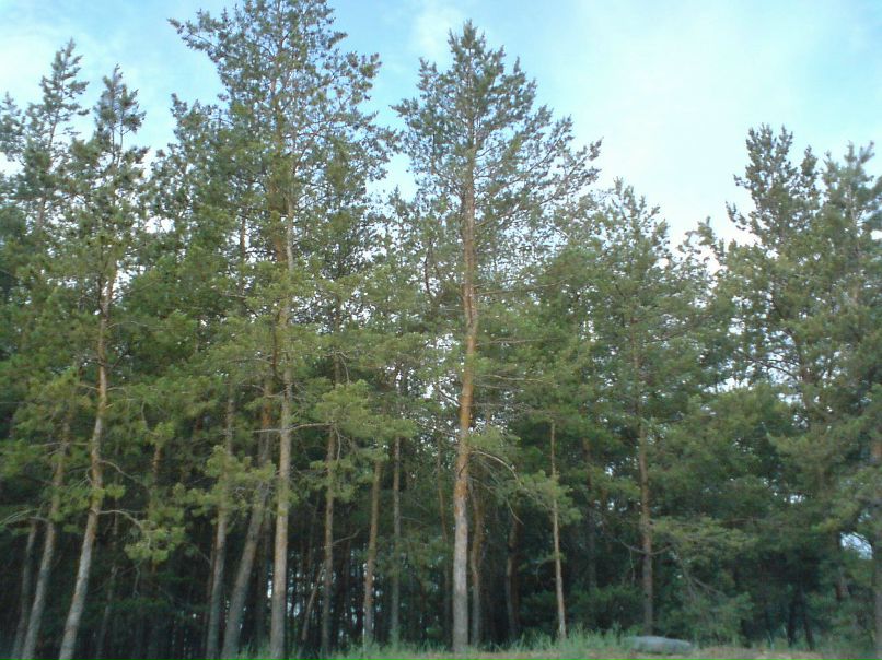 Михаил Григор фотография #30