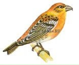 Фотография Куницы Говорящаи