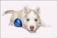 Фотография Балюкина Михаила