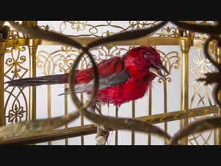 Часы-клетка с певчей танагрой