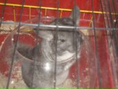 Христуся Константинів фотография #3 (источник - https://vk.com/id96277993)