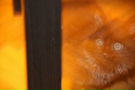 Фотография Щёлокова Антона