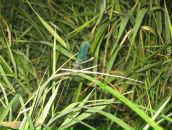 Фотография Лялиной Анны