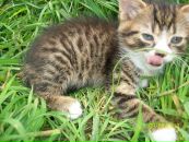 Іннуся Ануфрієва фотография #15 (источник - https://vk.com/id53040006)