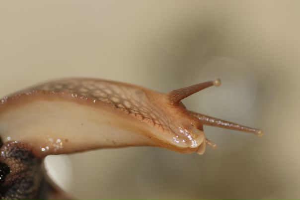 Руст Ам фото №41