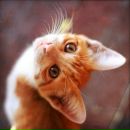 Фотография Берестовой Виктории