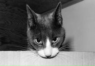 Фотография Феррони-Танти Вики