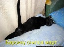 Кот =) фотография #3 (источник - https://vk.com/id89873718)