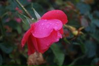 Диман Костенко фотография #4 (источник - https://vk.com/id3565176)