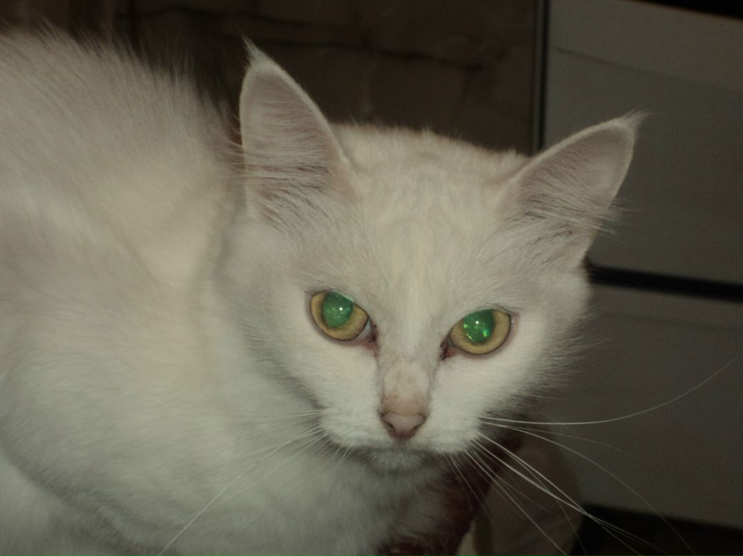 @@@fenay@@@ Kallen фотография #2