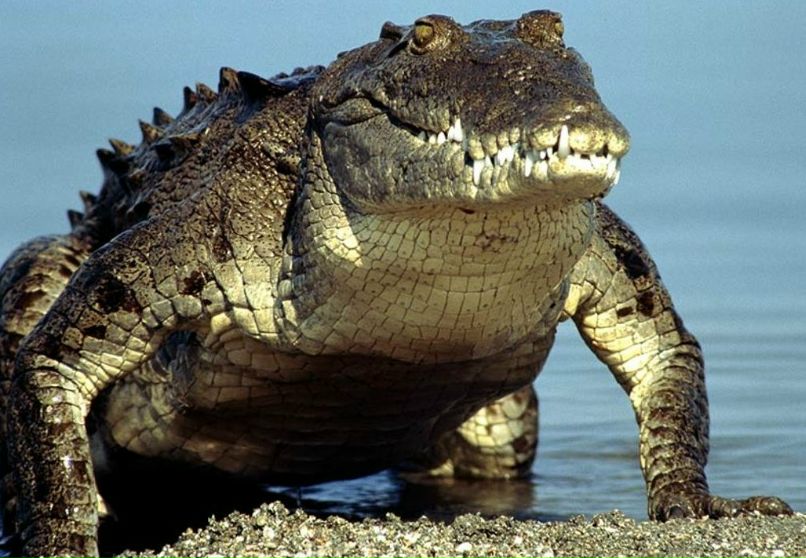 Иван Караван фотография #13