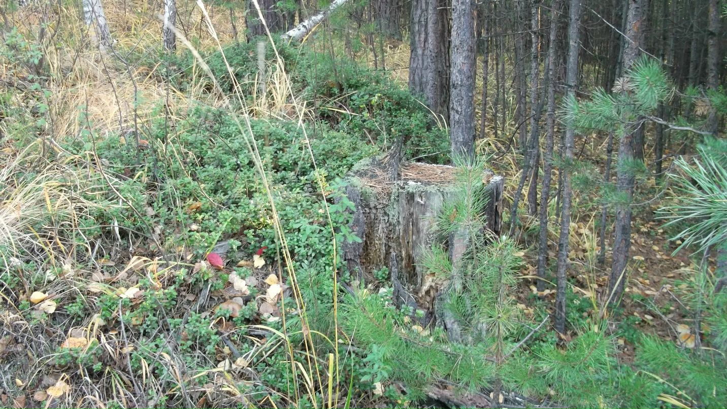 Александр Бабенко фотография #46