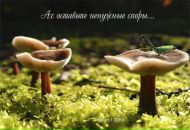 Федя Фёдоров фотография #40 (источник - https://vk.com/id273139)