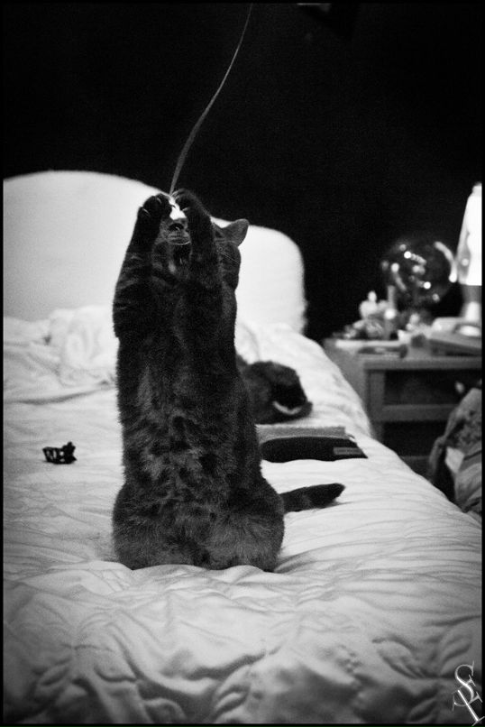 Кент Альтеров фотография #3