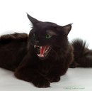 Фотография Кравченко Марины