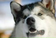 Ігор Сніжко фотография #15 (источник - https://vk.com/id62849271)