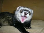 Фотография Васильев Дима