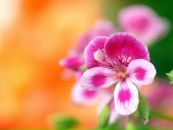 Фотография Сидоровой Танечки