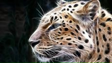 Фотография Джиоева Тамаза